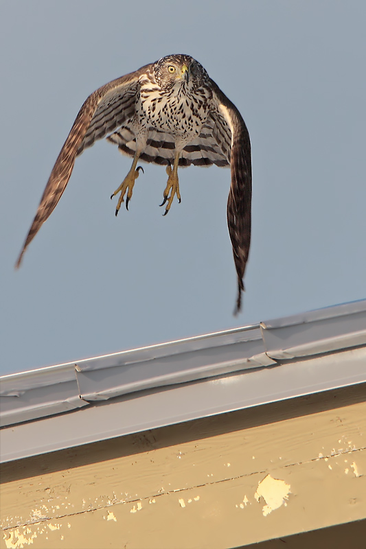 Coopers Hawk