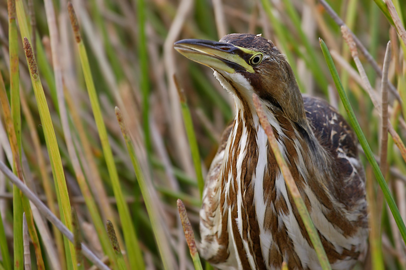 American Bittern