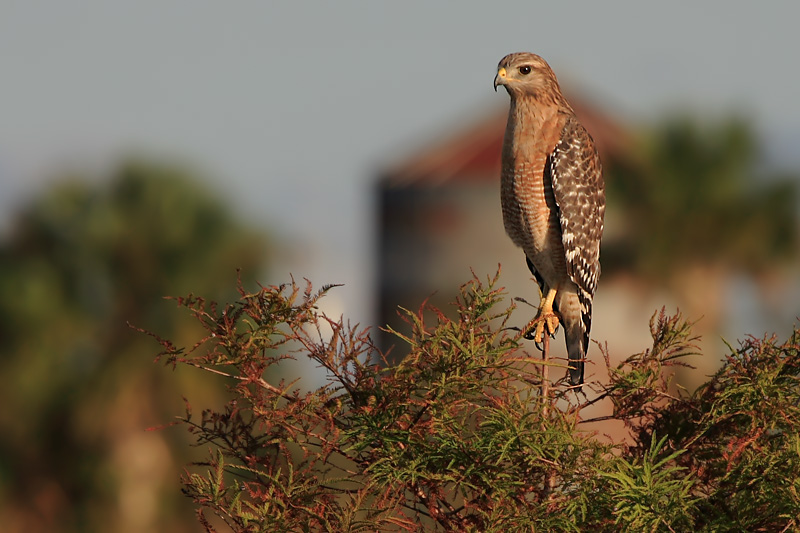 Red-shouldered Hawk