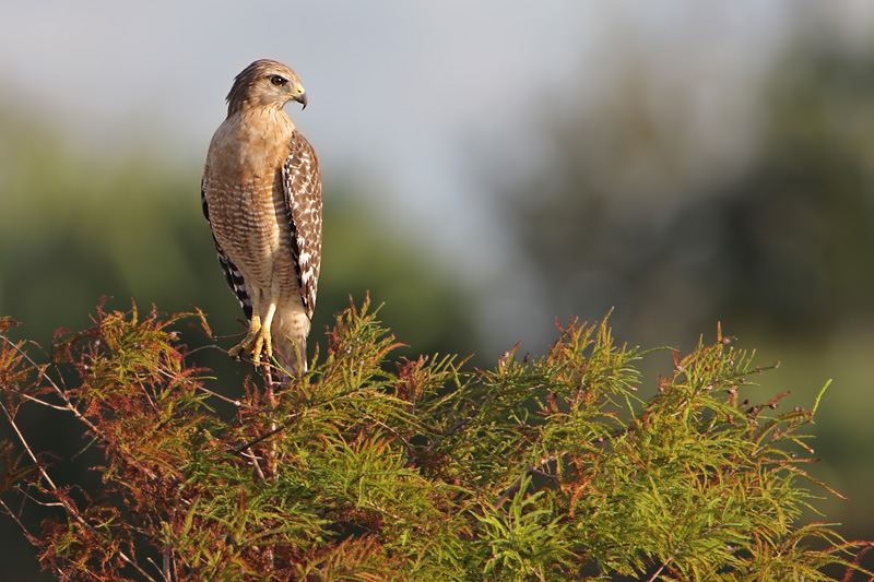 Red-shouldered Hawk