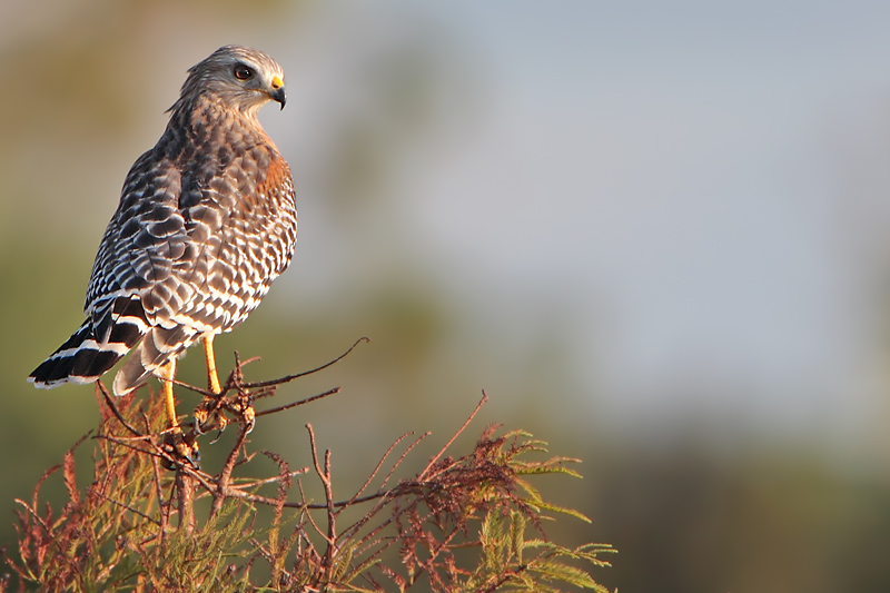 Red-shouldered Hawk
