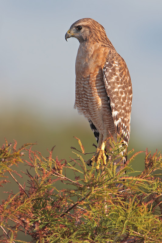 Red-shouldered Hawk
