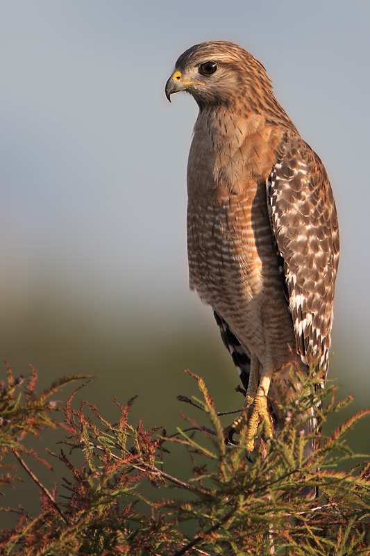 Red-shouldered Hawk