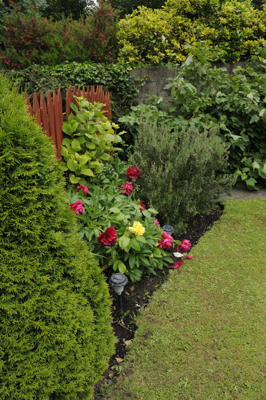 When the peonies grew