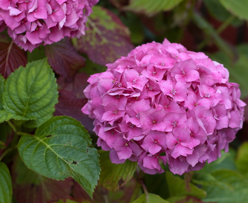 Hydrangeas in full bloom