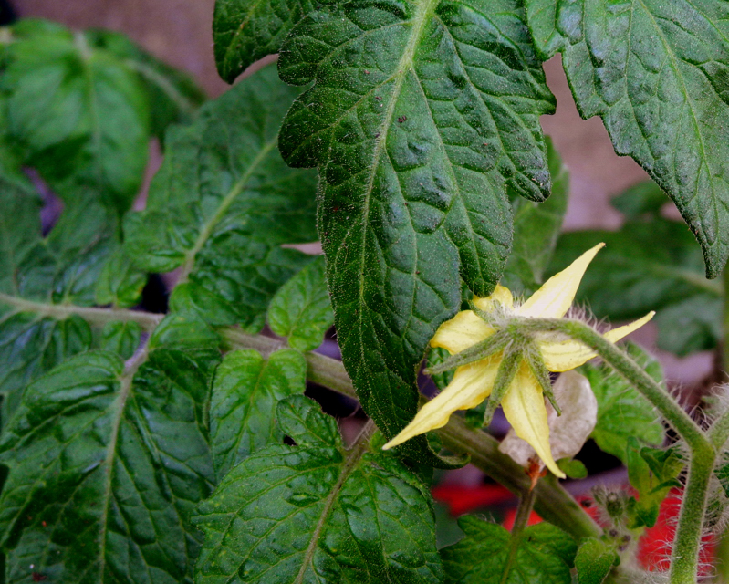 The shy tomato blossom