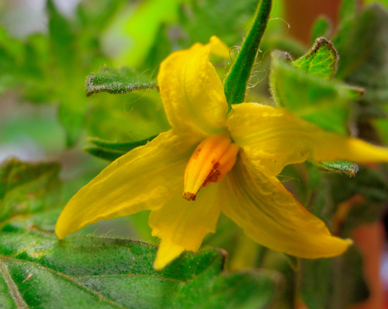 The not-so-shy tomato blossom