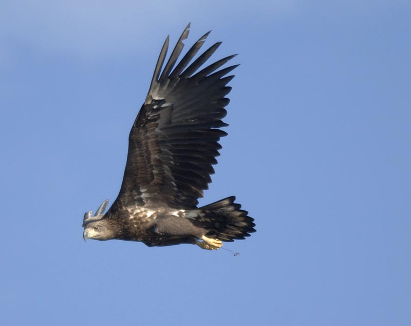 0049M-Juvenile Eagle with fishline Stepnica.jpg