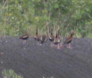 Birding May 2009