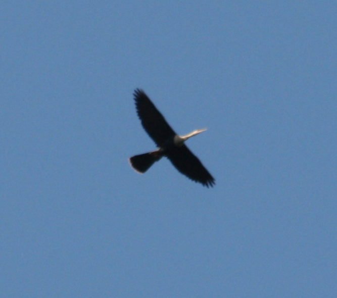 8568 Anhinga Soaring