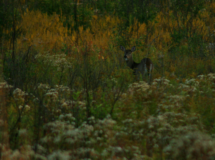 Meadow Deer