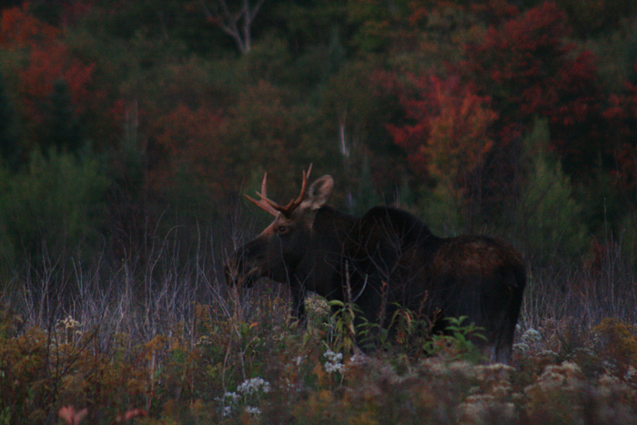 Bull Moose in a Meadow in Autumn (b)