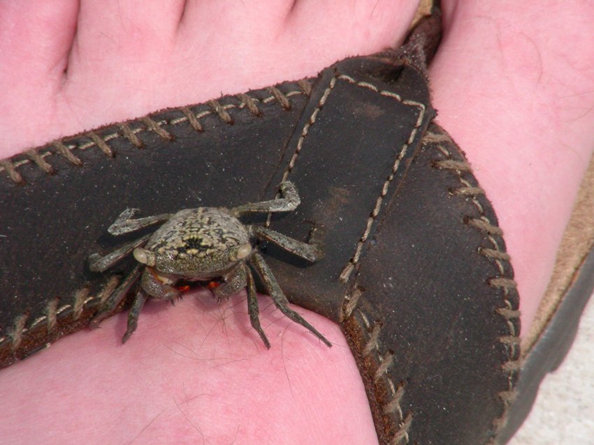Crab spp?