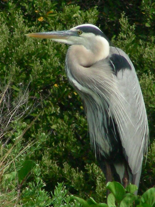 Great Blue Hreon