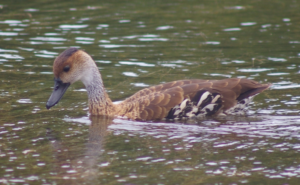 West Indian Whistling duck