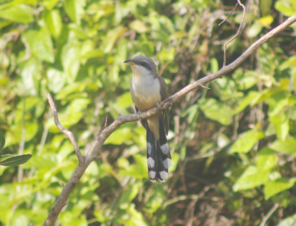 Mangrove Cockoo