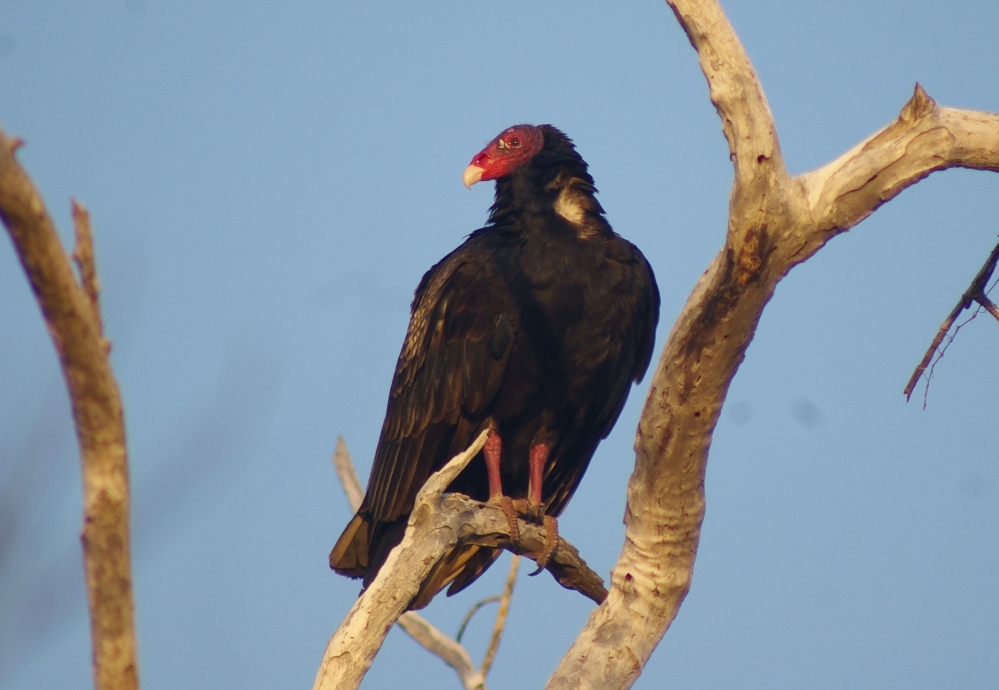 Turkey Vulture