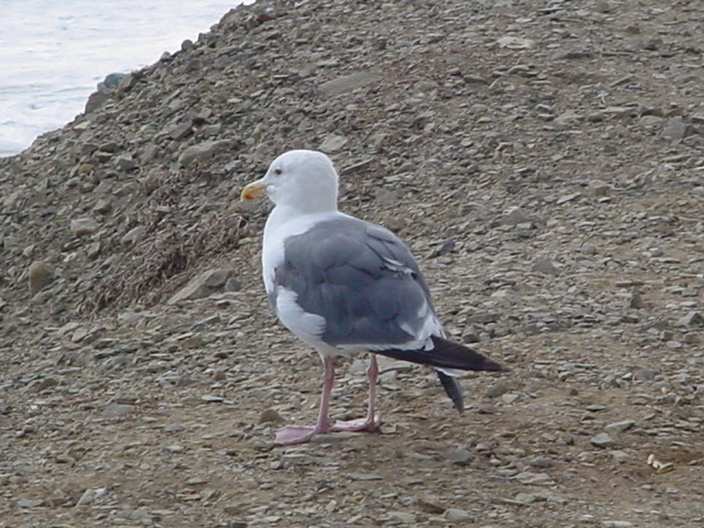 colorful Seagull<br> at Malibu Beach