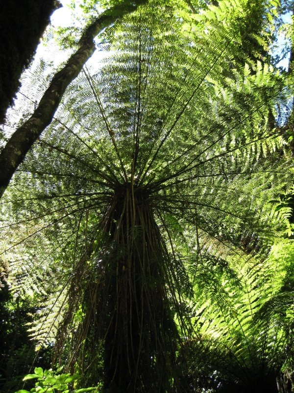Forest in Taranaki N.P.