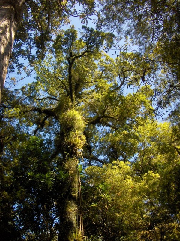 Tree in the Coromandel