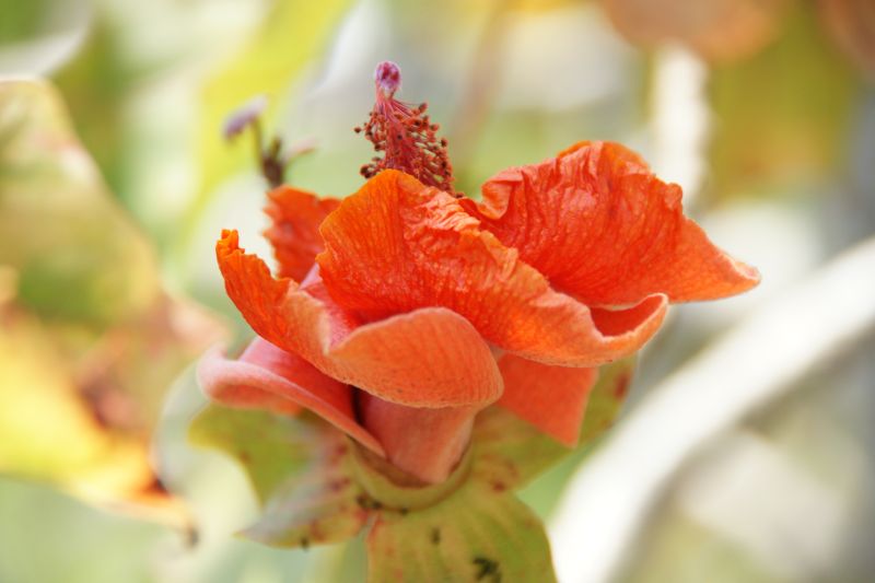 Kokio (Kokia drynarioides)