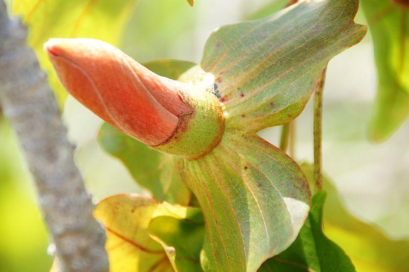 Kokio (Kokia drynarioides)