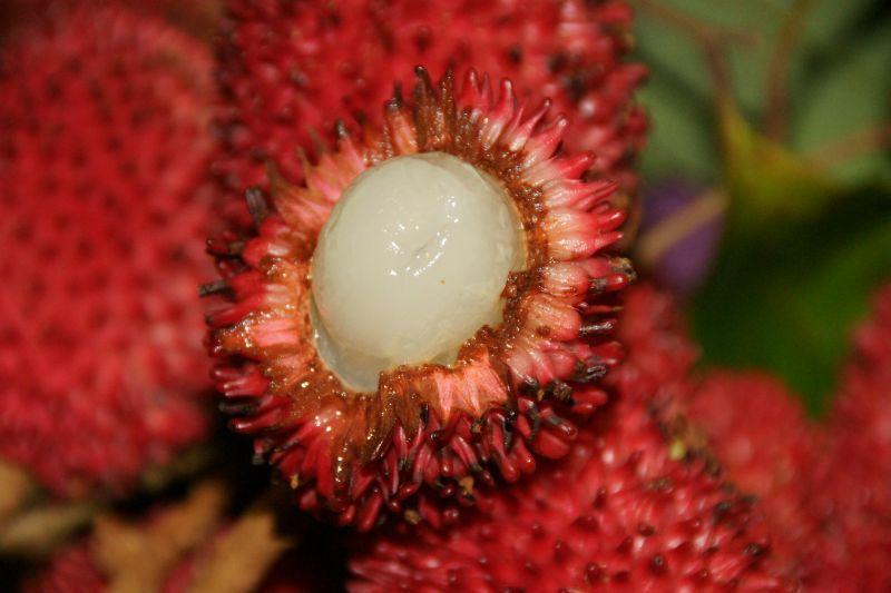 Pulasan (Nephelium mutabile)