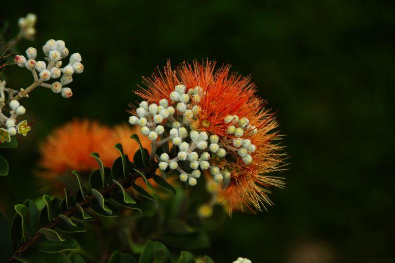 Salmon Ohia Lehua