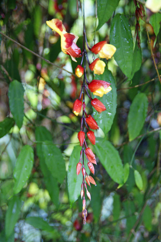 Thunbergia Mysorensis