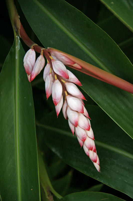 Shell ginger