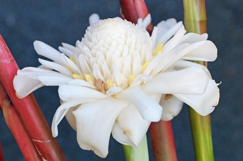 White Torch Ginger