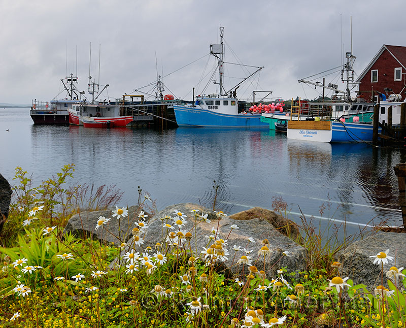 Fishing boats and wildflowers at Johns Cove or Yarmouth Bar Nova Scotia