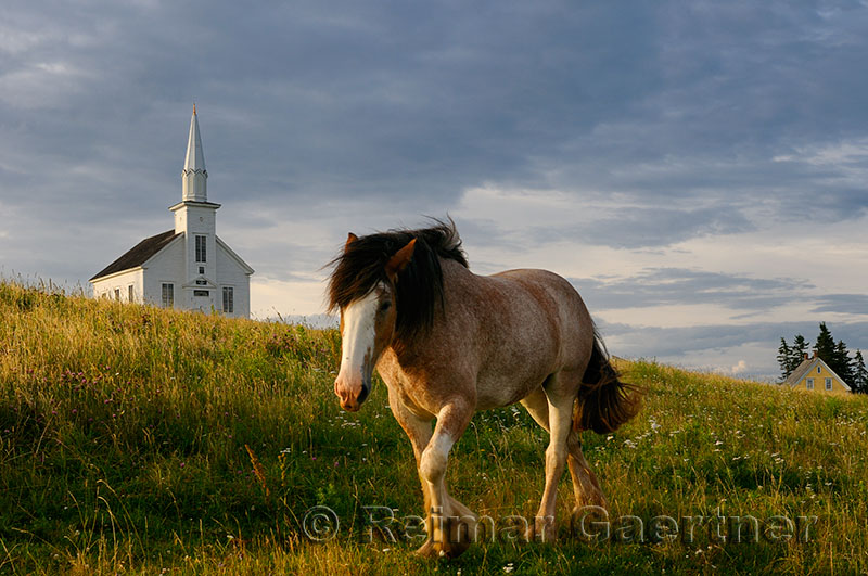 Clydesdale horse walking in field at sundown at Highland Village Museum at Iona Cape Breton