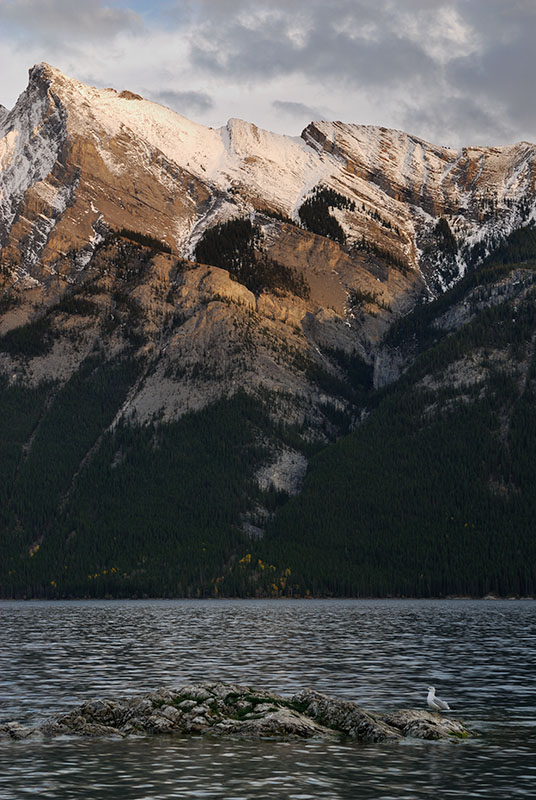 141 Lake Minnewanka Seagull 2.jpg