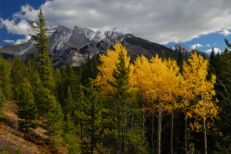 143 Yellow Aspen 2.jpg