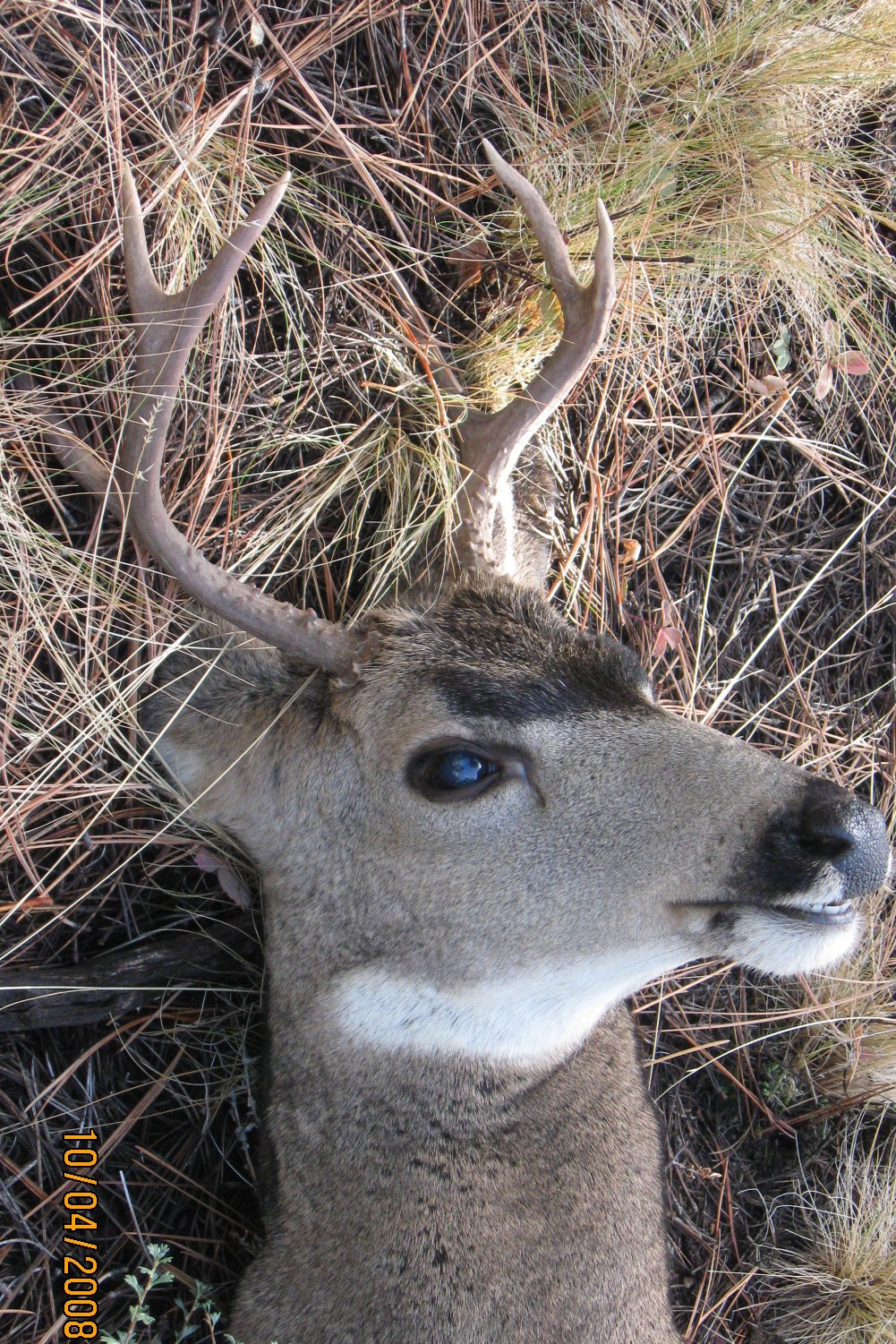 Jims deer.JPG
