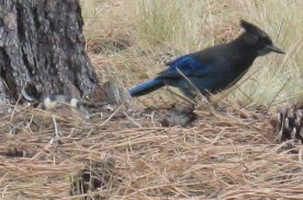 026 (2) - Copy.JPG