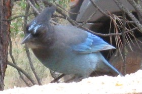 033 (2) - Copy.JPG