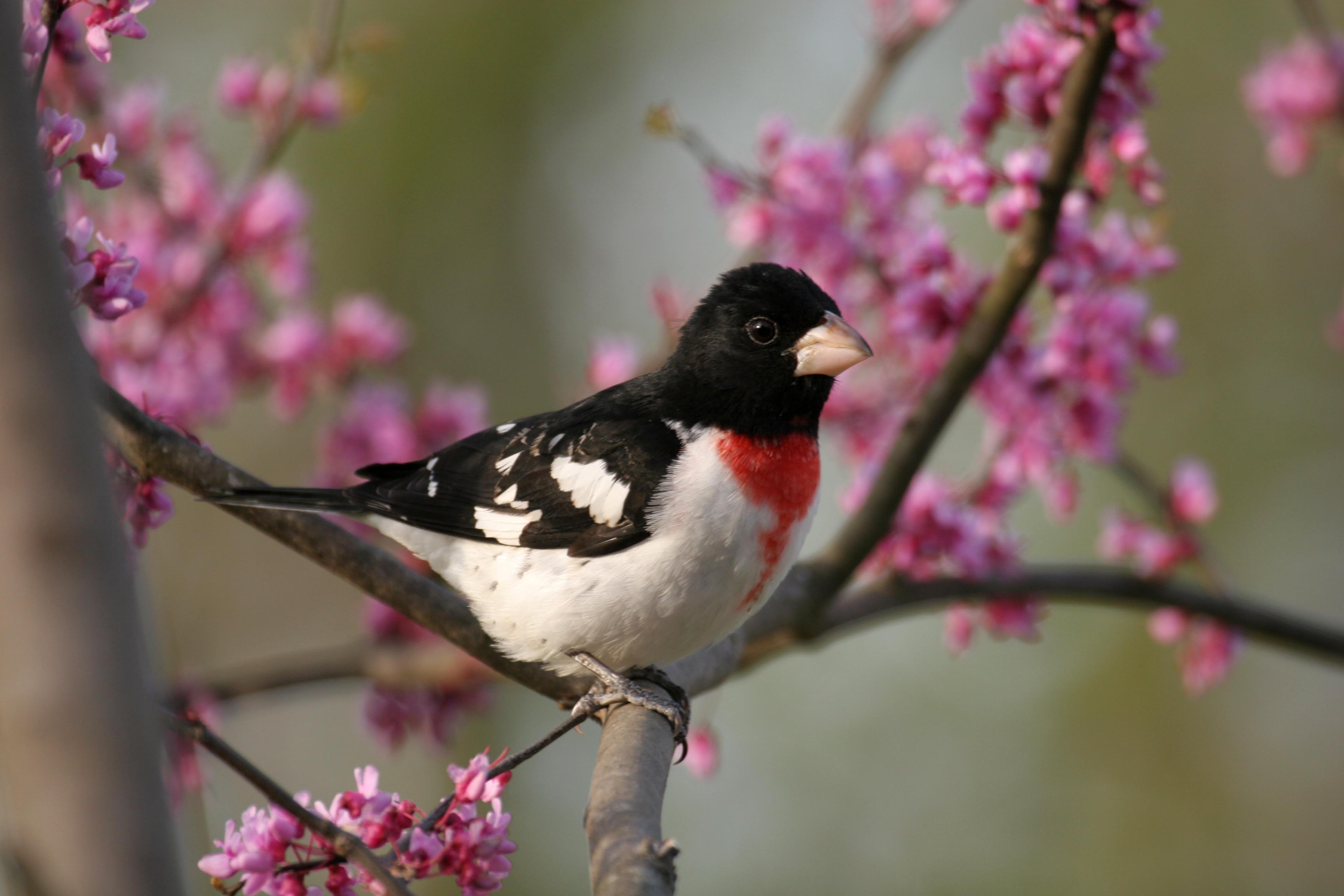 Rose-breasted Grosbeak