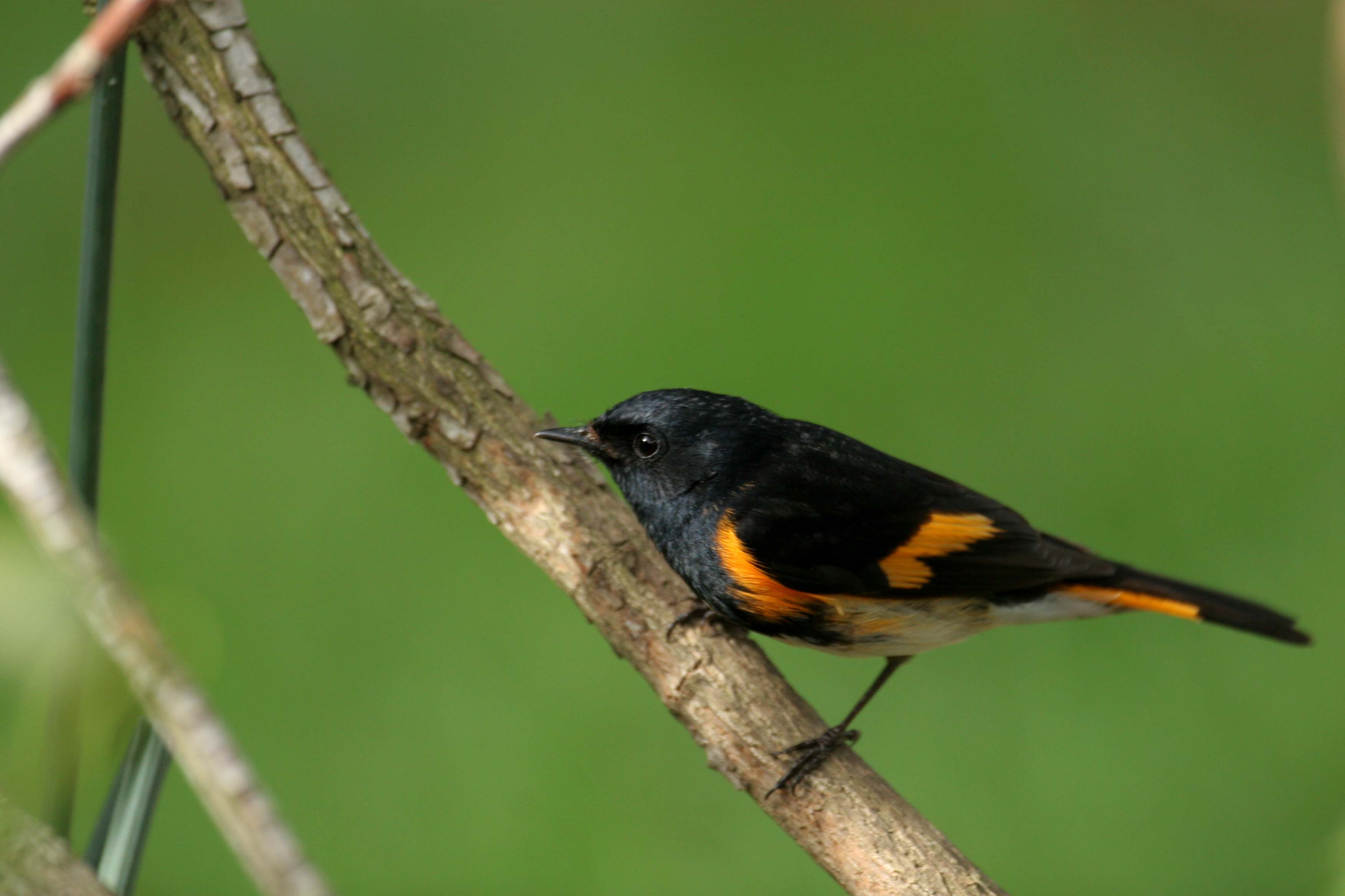 American Redstart