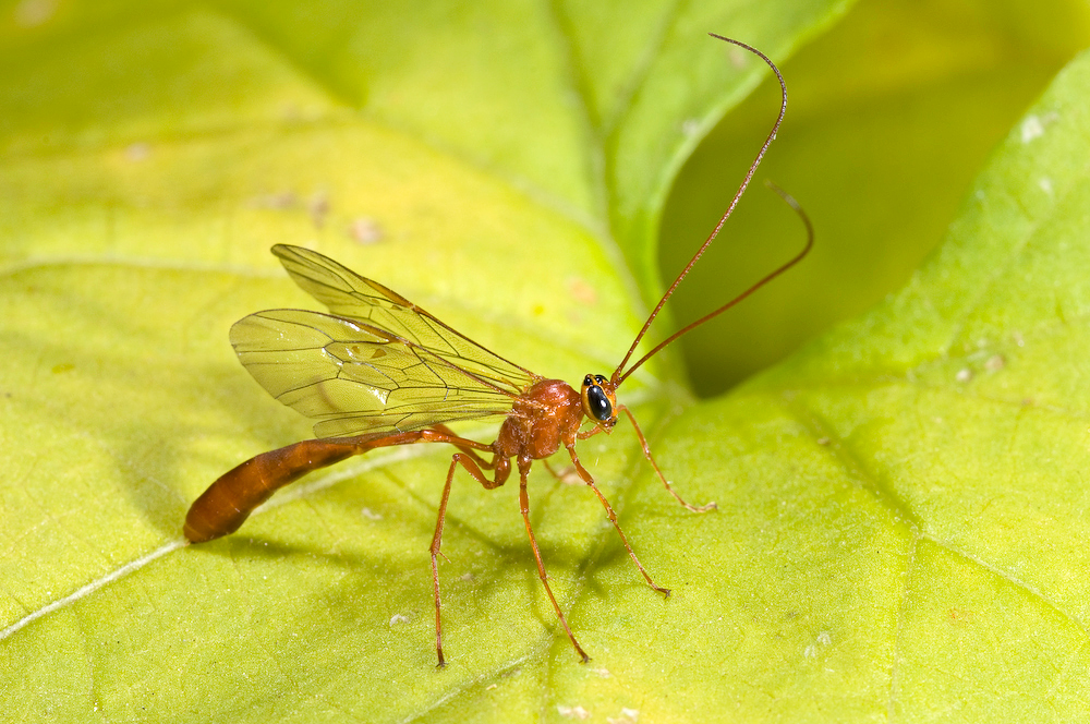 Ichneumon Wasp, Enicospilus sp.