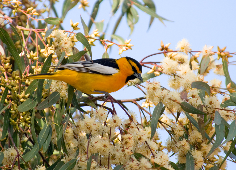 Chap. 11-27, Bullocks Oriole male