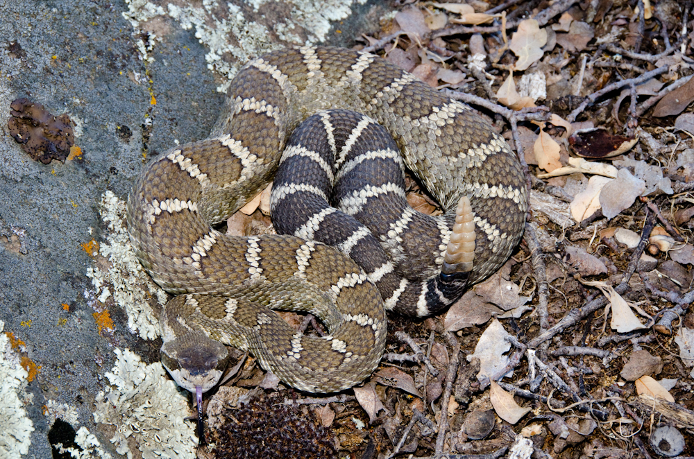 Western-Rattlesnake-2.jpg
