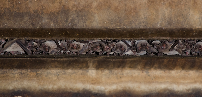 Brazilian Free Tailed Bats