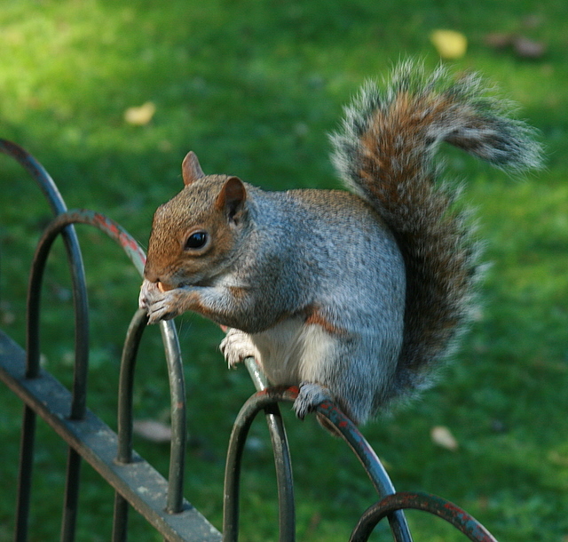 squirrel - St James park.