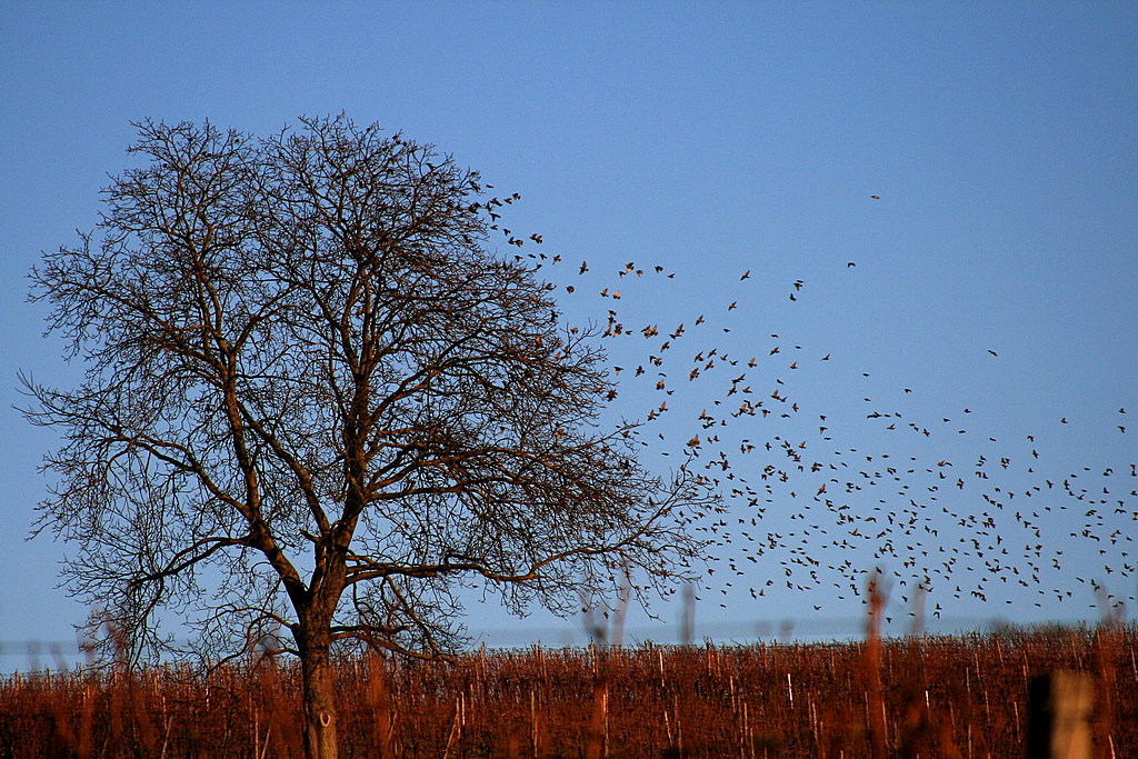 starlings attack.