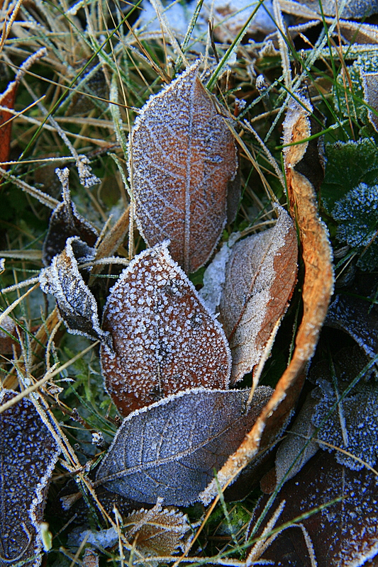 les feuilles geles