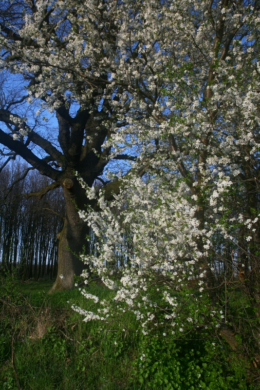 spring 2009
