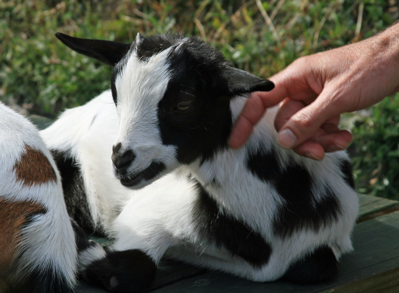lovely little goats.