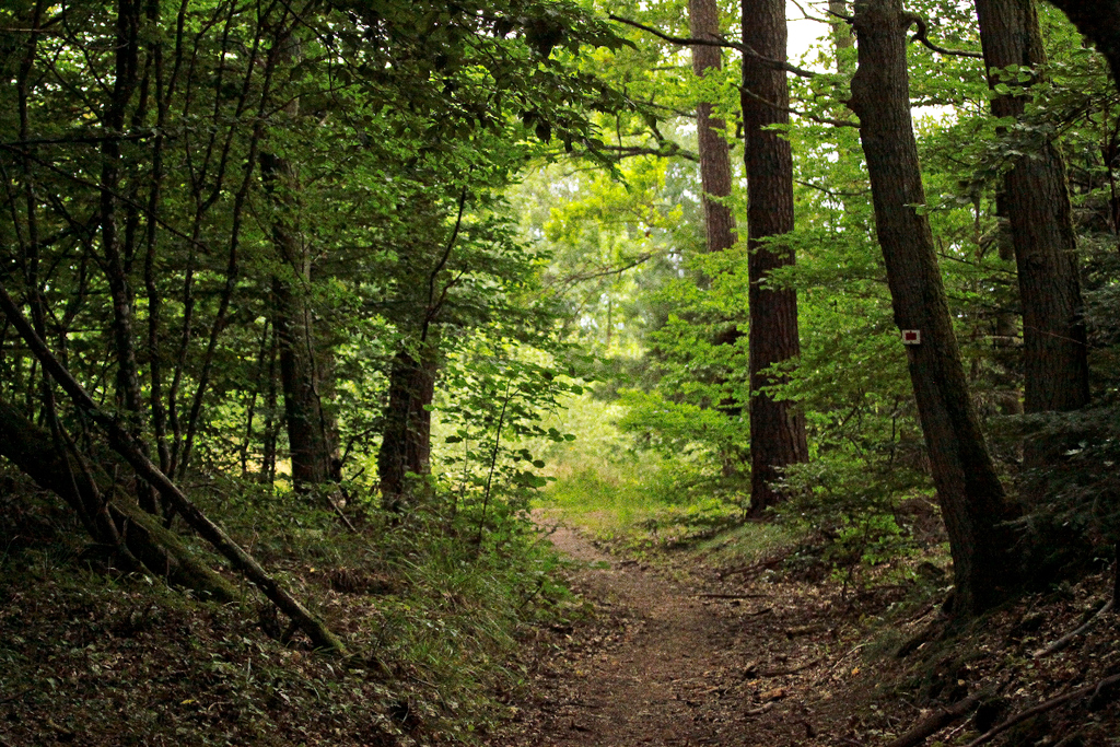 dark forest